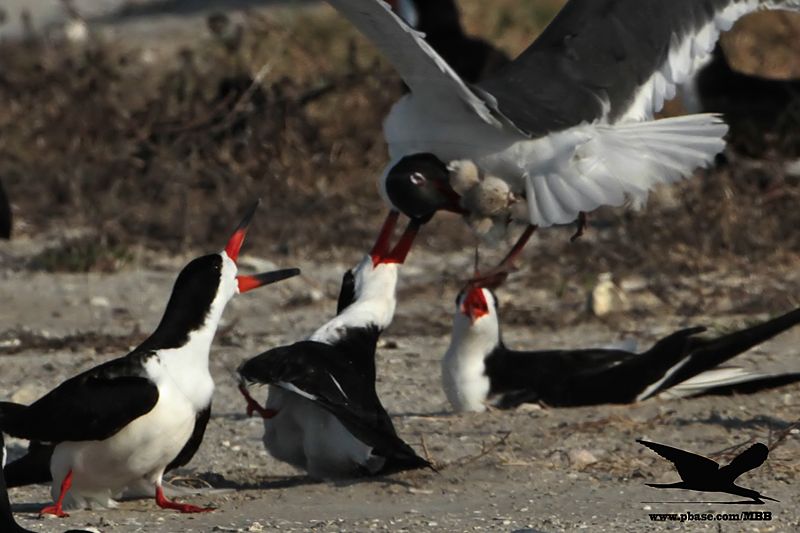 _MG_1200crop Laughing Gull stealing Black Skimmer chick.jpg