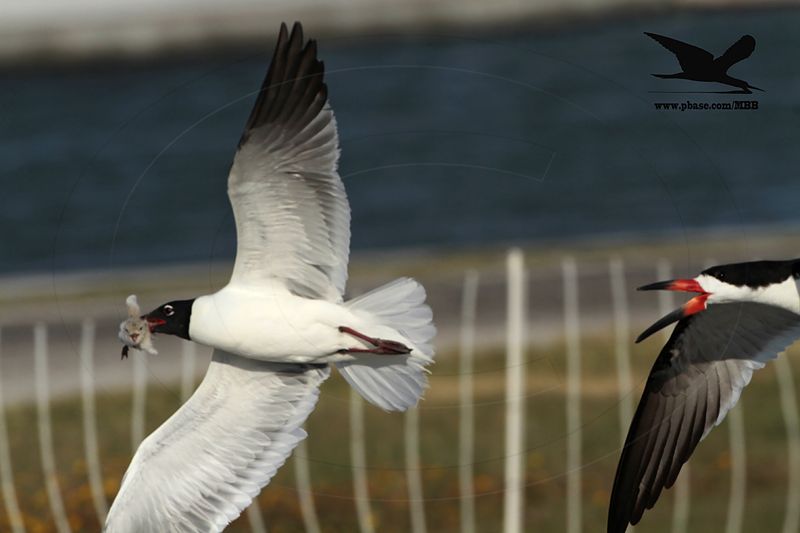 _MG_1214 Laughing Gull stealing Black Skimmer chick.jpg