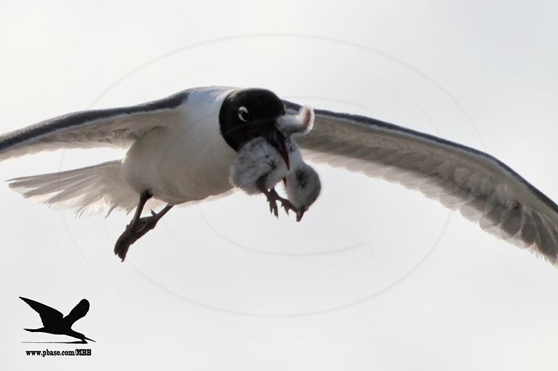 _MG_1233 Laughing Gull stealing Black Skimmer chick.jpg