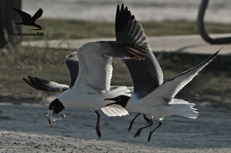 _MG_1247 Laughing Gull stealing Black Skimmer chick.jpg