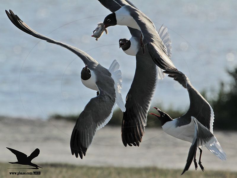 _MG_1253 Laughing Gull stealing Black Skimmer chick.jpg