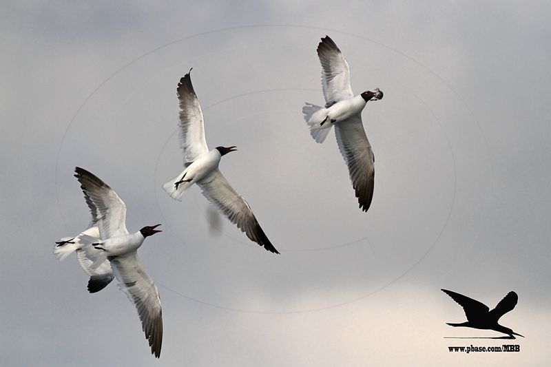 _MG_1698 Laughing Gull stealing Black Skimmer chick.jpg