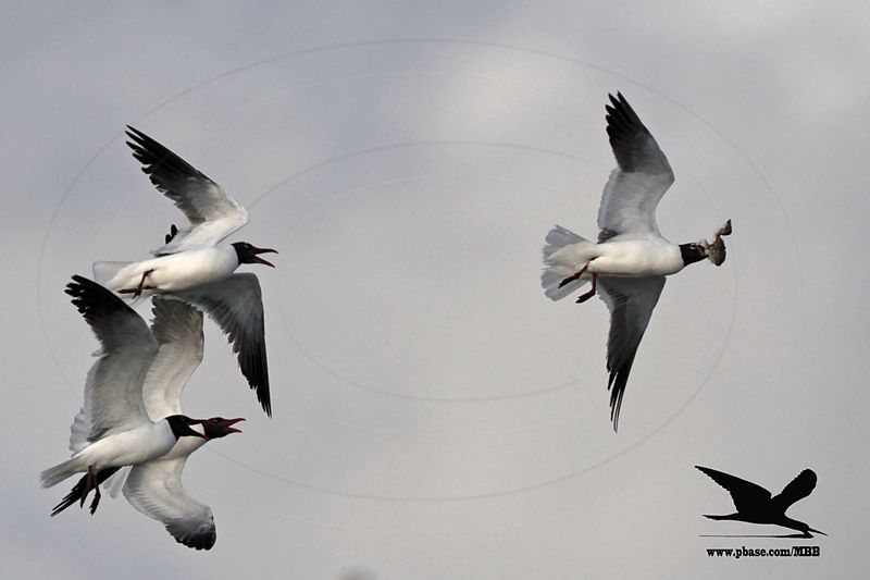 _MG_1699 Laughing Gull stealing Black Skimmer chick.jpg