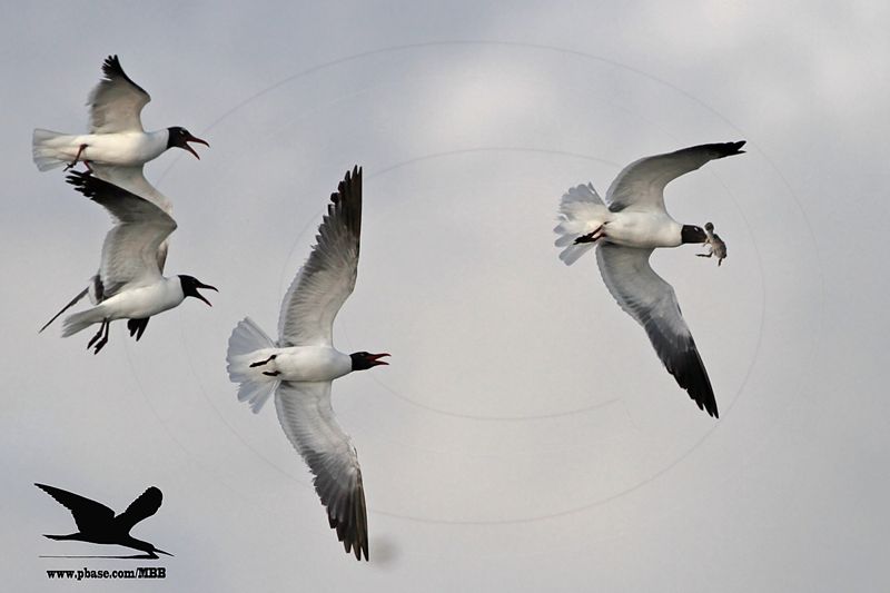 _MG_1700 Laughing Gull stealing Black Skimmer chick.jpg