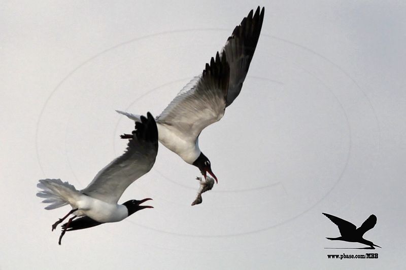 _MG_1702 Laughing Gull stealing Black Skimmer chick.jpg