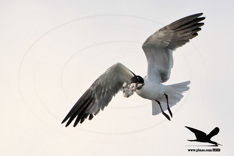 _MG_1722 Laughing Gull stealing Black Skimmer chick.jpg