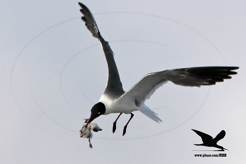 _MG_1725 Laughing Gull stealing Black Skimmer chick.jpg