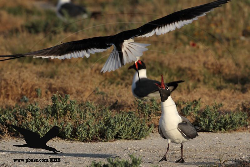 _MG_2118 Black Skimmer defecating on Laughing Gull.jpg