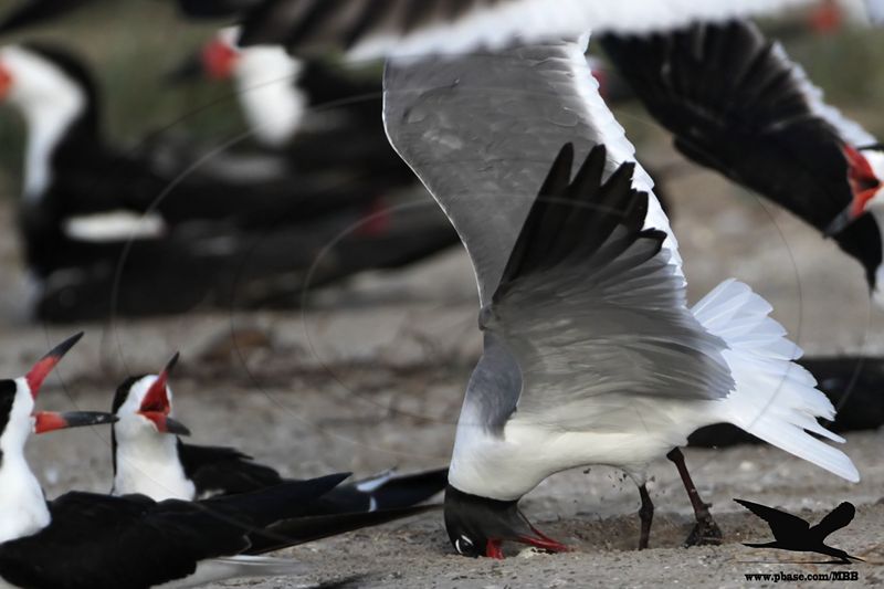 _MG_3918crop Laughing Gull stealing Black Skimmer egg.jpg