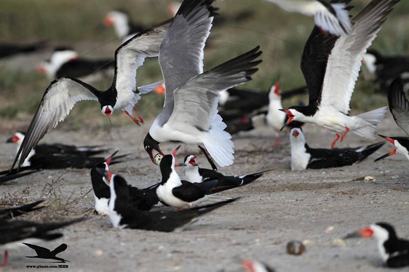 _MG_3919 Laughing Gull stealing Black Skimmer egg.jpg