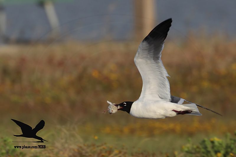 _MG_0214 Laughing Gull stealing Black Skimmer chick.jpg