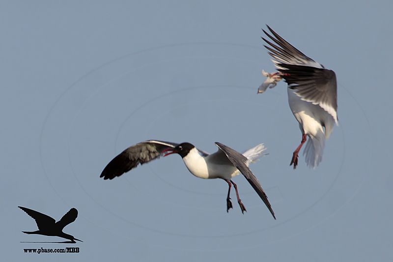 _MG_0224 Laughing Gull stealing Black Skimmer chick.jpg