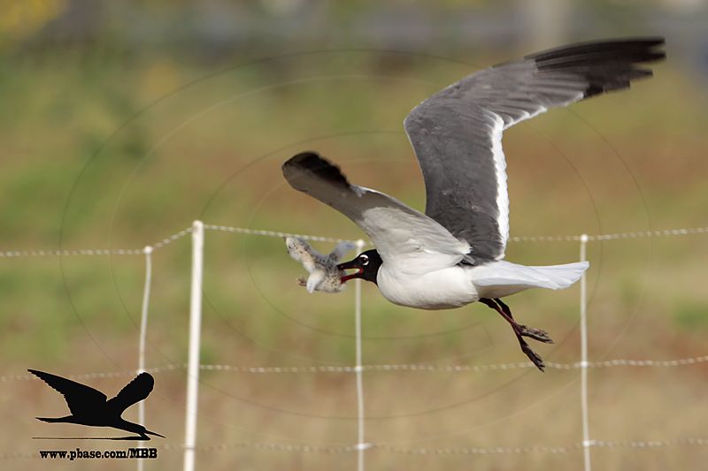 _MG_0484 Laughing Gull stealing Black Skimmer chick.jpg