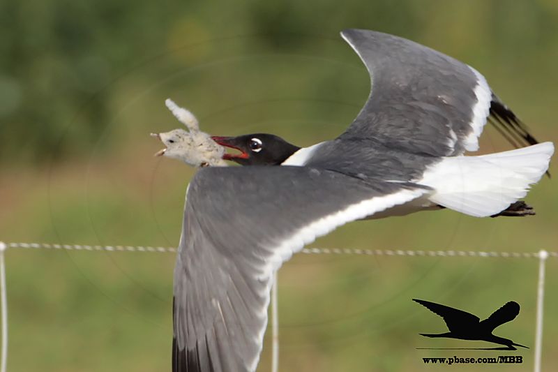_MG_0485crop Laughing Gull stealing Black Skimmer chick.jpg