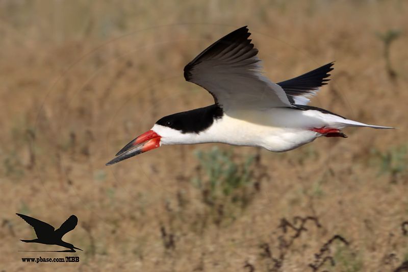_MG_0648 gravid Black Skimmer.jpg
