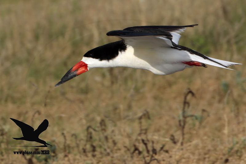 _MG_0651 gravid Black Skimmer.jpg