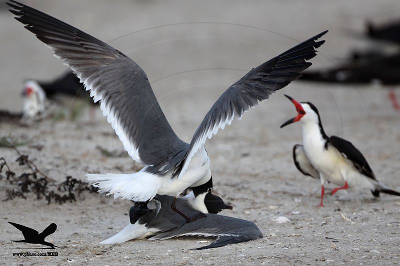 _MG_3675Laughing Gulls territorial fight inside Black Skimmer colony.jpg