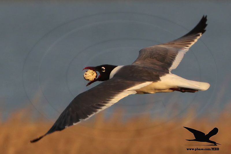 _MG_3705crop Laughing Gull stealing Black Skimmer egg.jpg