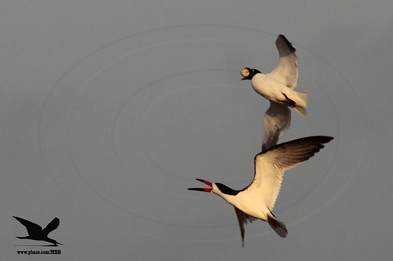 _MG_3714 Laughing Gull stealing Black Skimmer egg.jpg