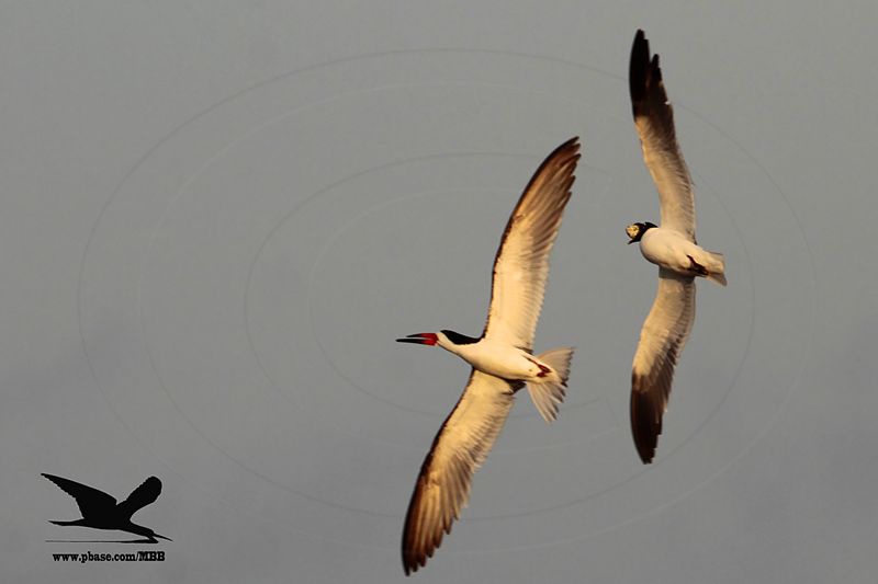 _MG_3715 Laughing Gull stealing Black Skimmer egg.jpg
