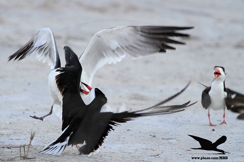 _MG_2965 Laughing Gull stealing fish from Black Skimmer.jpg