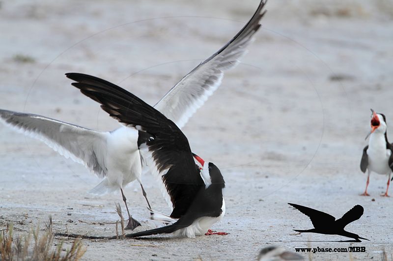 _MG_2967 Laughing Gull stealing fish from Black Skimmer.jpg