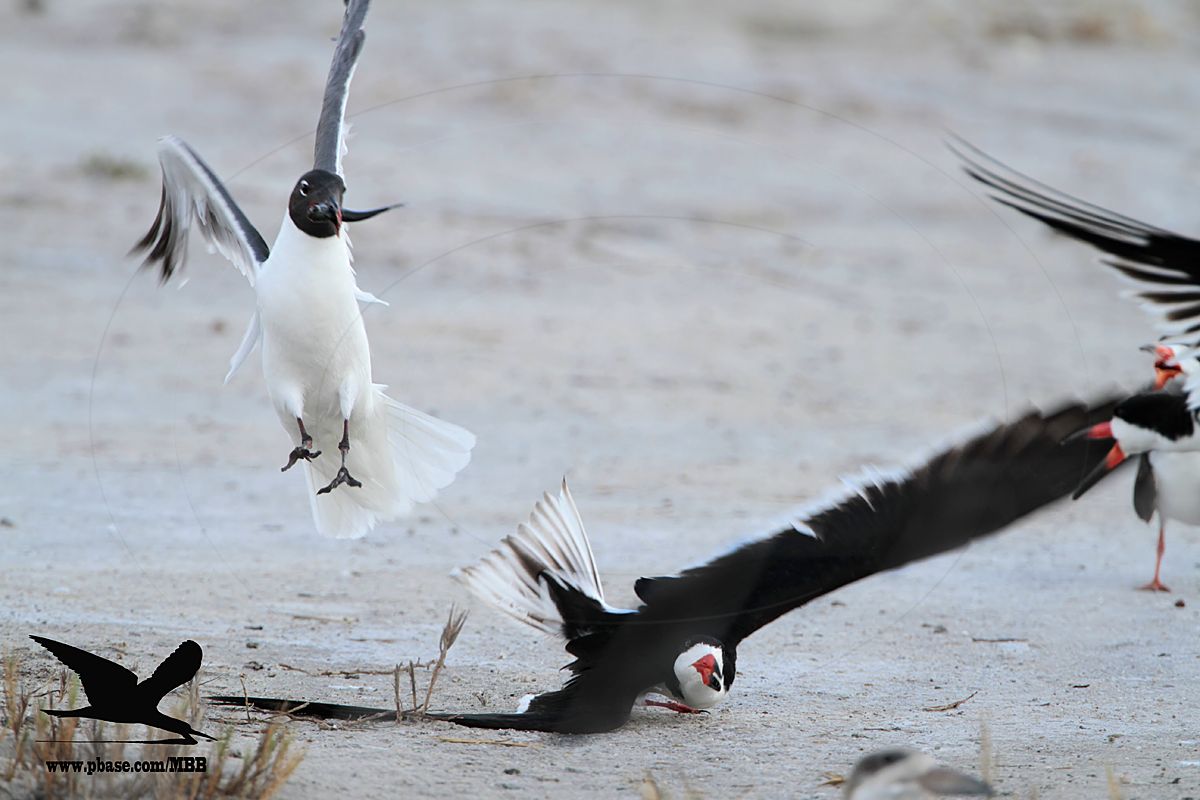 _MG_2968 Laughing Gull stealing fish from Black Skimmer.jpg