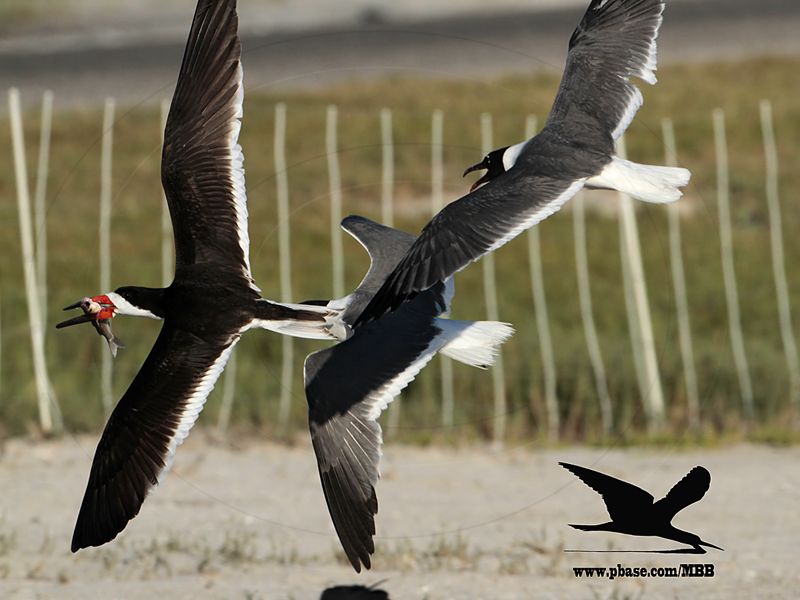 _MG_5276 Laughing Gull stealing fish from Black Skimmer.jpg
