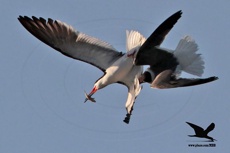 _MG_5464 Laughing Gull stealing fish from Black Skimmer.jpg
