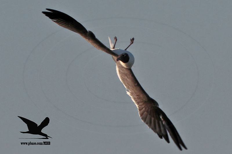_MG_5483 Laughing Gull.jpg