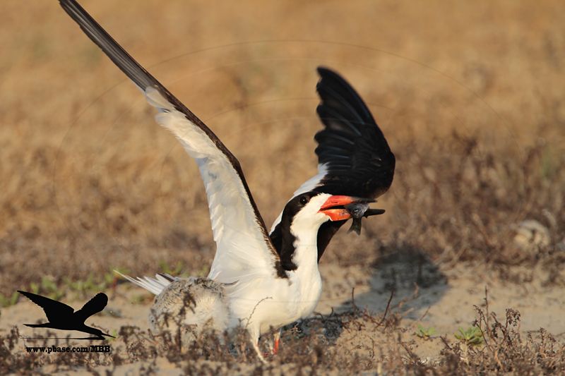_MG_7239 Laughing Gull stealing fish from Black Skimmer.jpg
