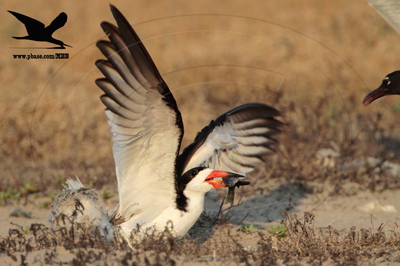 _MG_7240 Laughing Gull stealing fish from Black Skimmer.jpg