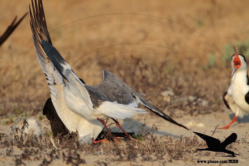 _MG_7241 Laughing Gull stealing fish from Black Skimmer.jpg