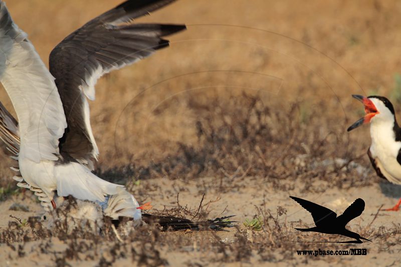 _MG_7242 Laughing Gull stealing fish from Black Skimmer.jpg