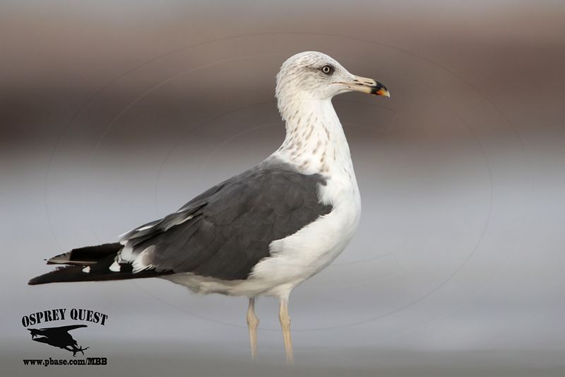 _MG_9366 Lesser Black-backed Gull.jpg