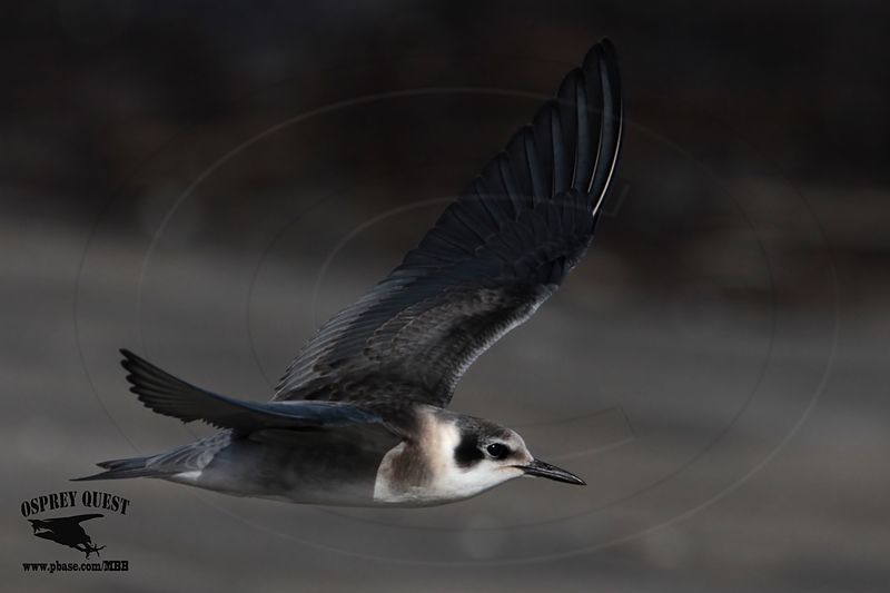 _MG_8926 Black Tern.jpg