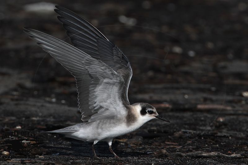 _MG_8945 Black Tern.jpg