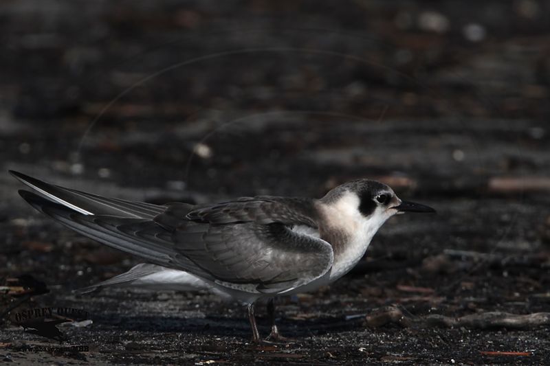 _MG_8953 Black Tern.jpg