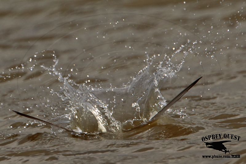 _MG_4630 Least Tern.jpg