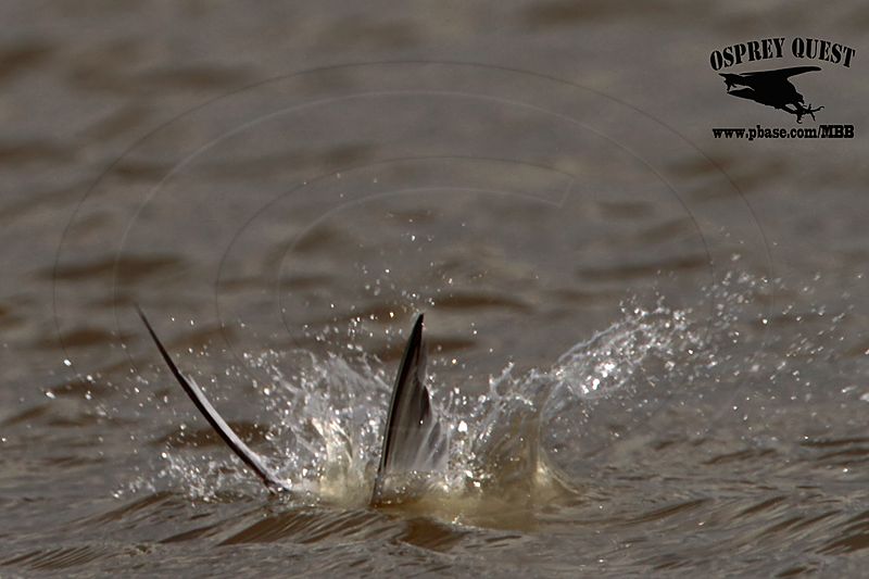 _MG_4682 Least Tern.jpg