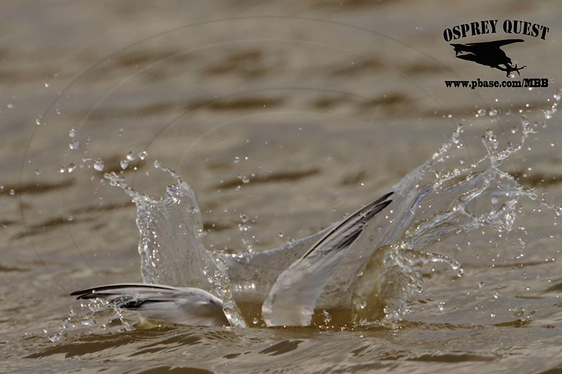 _MG_4755 Least Tern.jpg