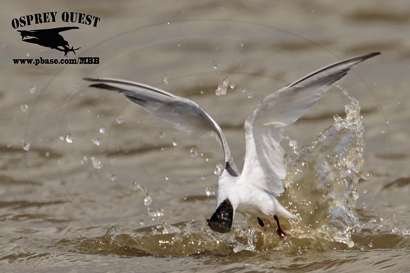_MG_4756 Least Tern.jpg