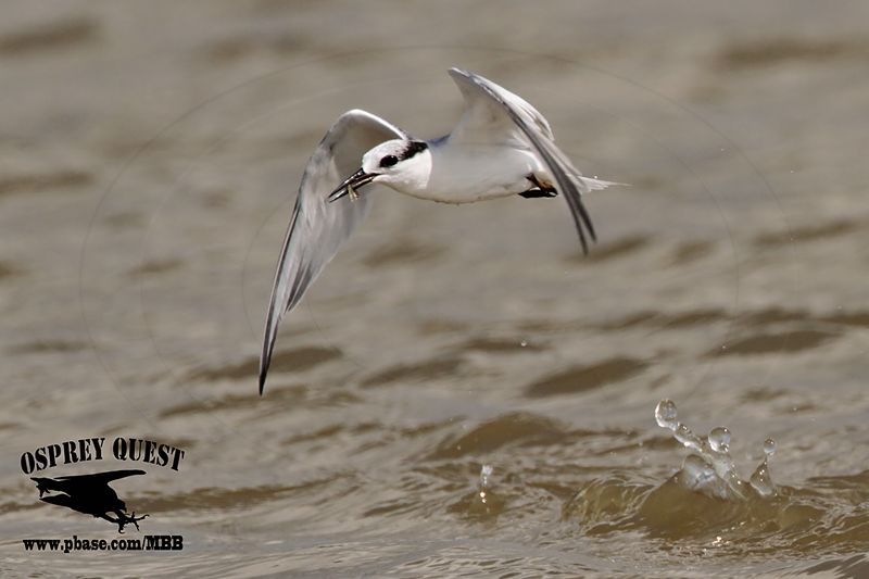 _MG_4759 Least Tern.jpg