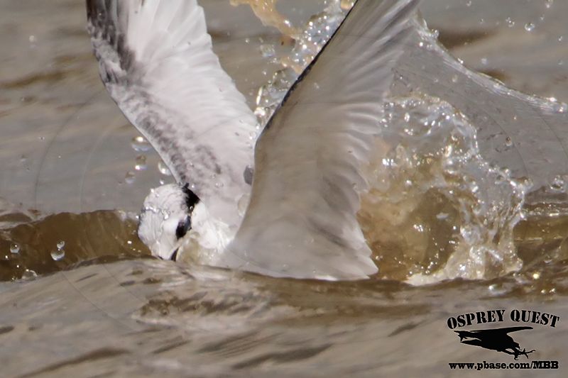 _MG_4790 Least Tern.jpg