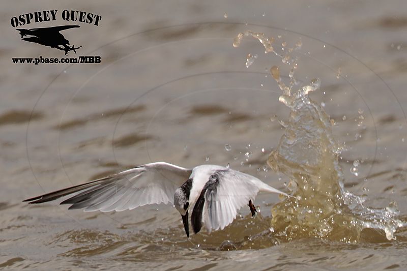 _MG_4791 Least Tern.jpg