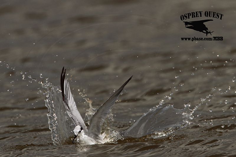 _MG_4895 Least Tern.jpg