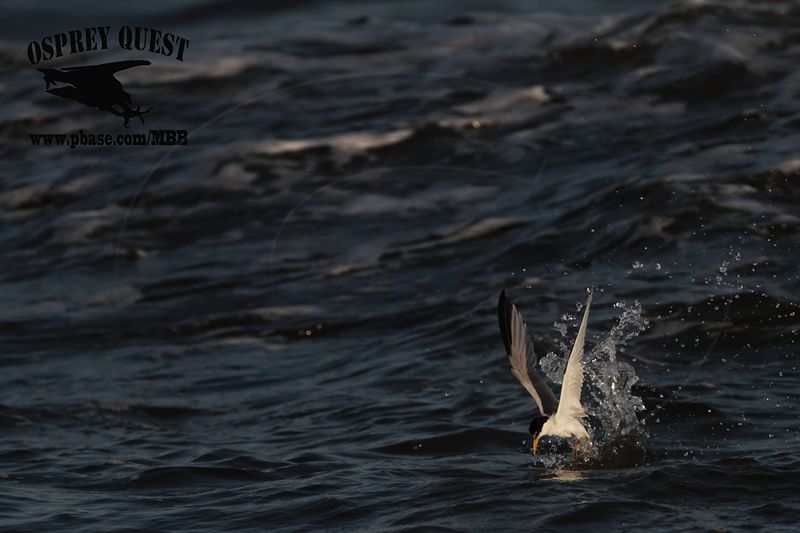 _MG_3803 Least Tern.jpg