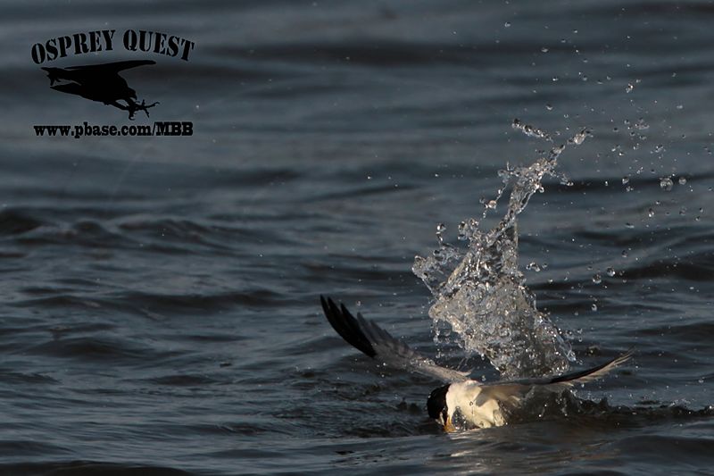 _MG_3818 Least Tern.jpg