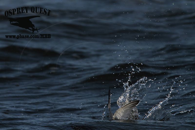 _MG_3834 Least Tern.jpg