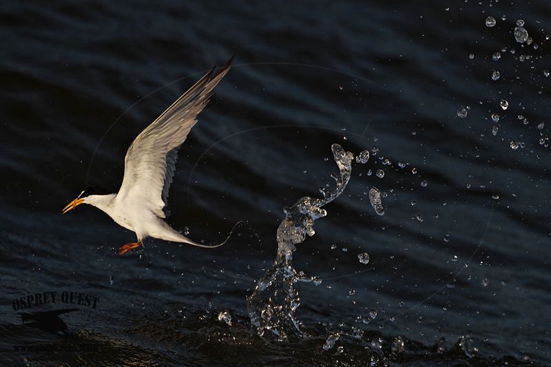 _MG_4181 Least Tern.jpg